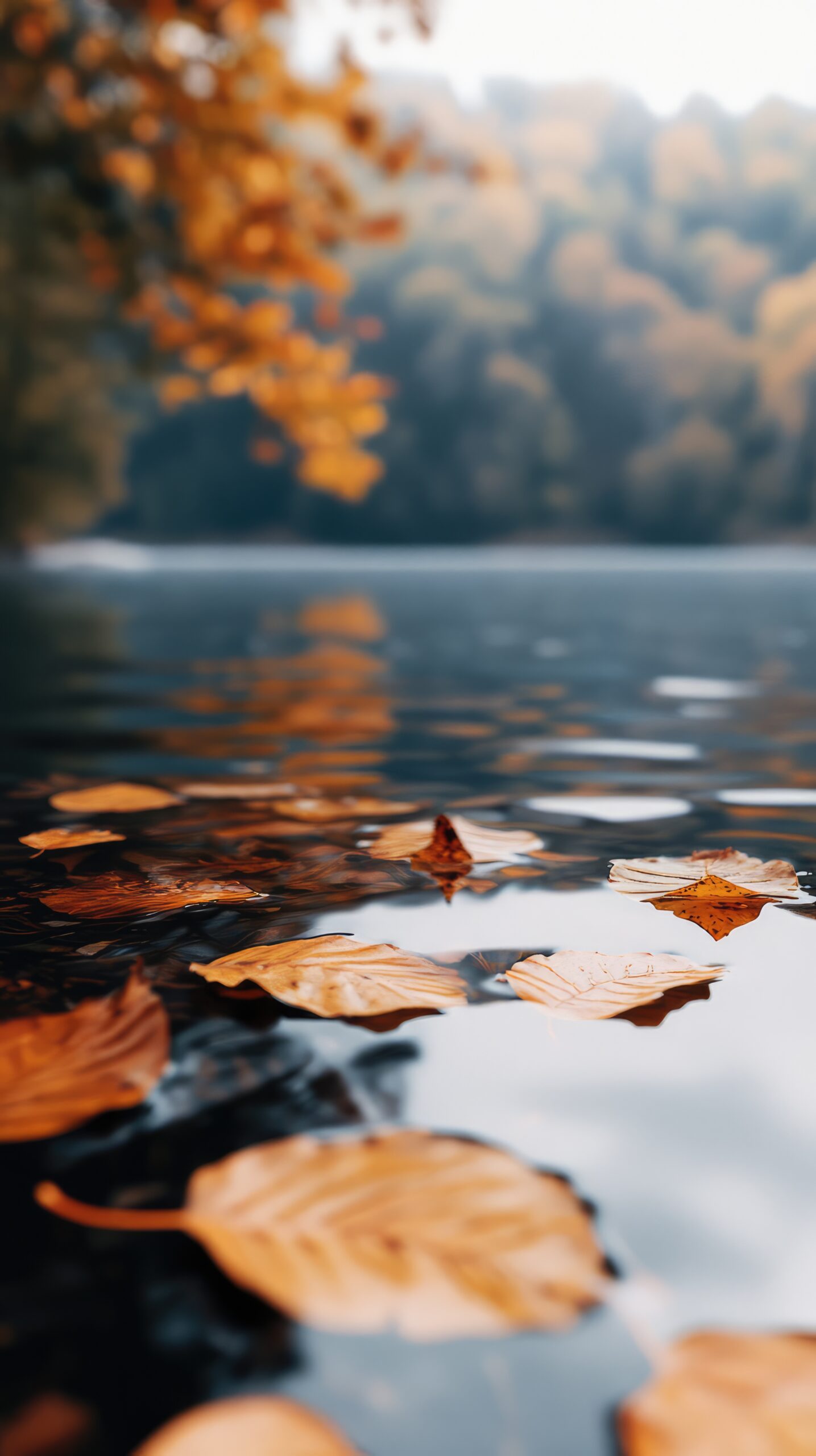 Transzcendentális Meditáció előadás Gyarmatpusztán